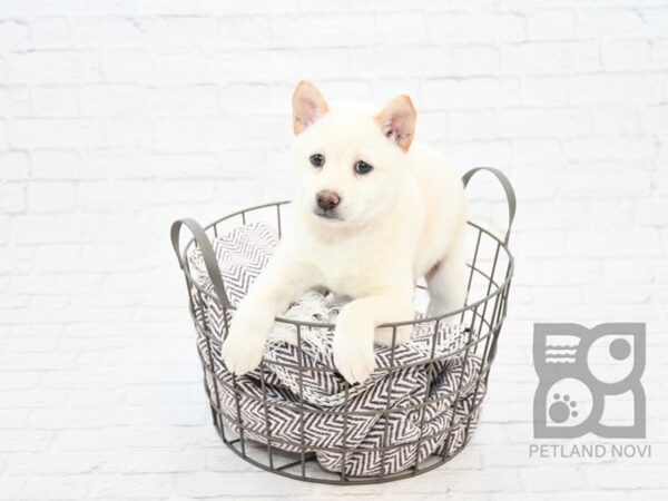 Shiba Inu DOG Female Cream 32890 Petland Novi, Michigan