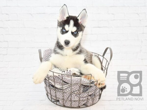 Siberian Husky DOG Female Black & White 32891 Petland Novi, Michigan