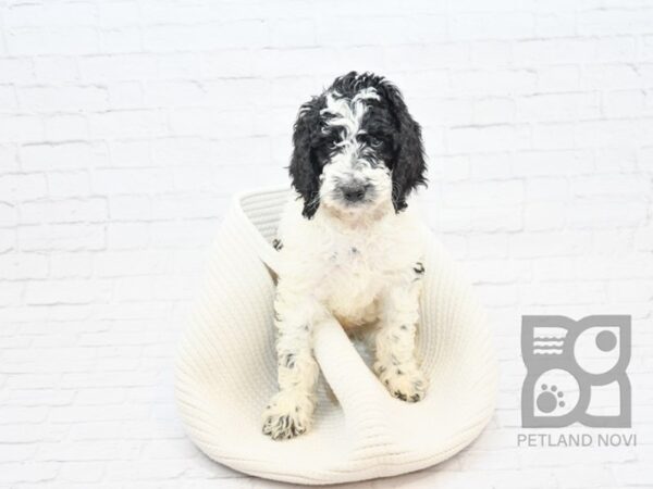 Goldendoodle DOG Male Black & White 32892 Petland Novi, Michigan