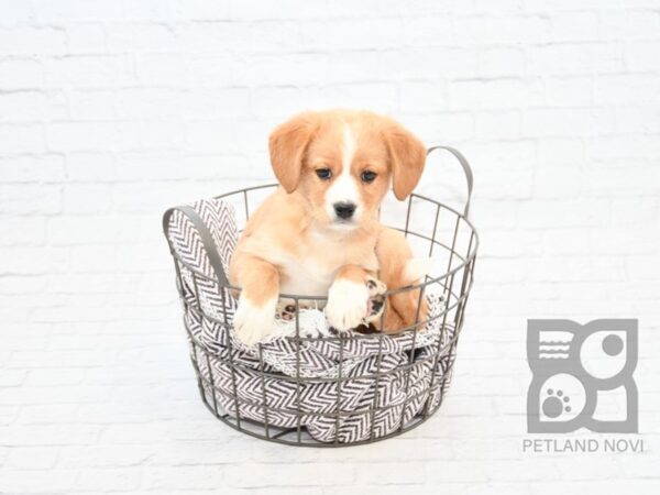 Shiba/Cavalier DOG Male Ruby & White 32893 Petland Novi, Michigan