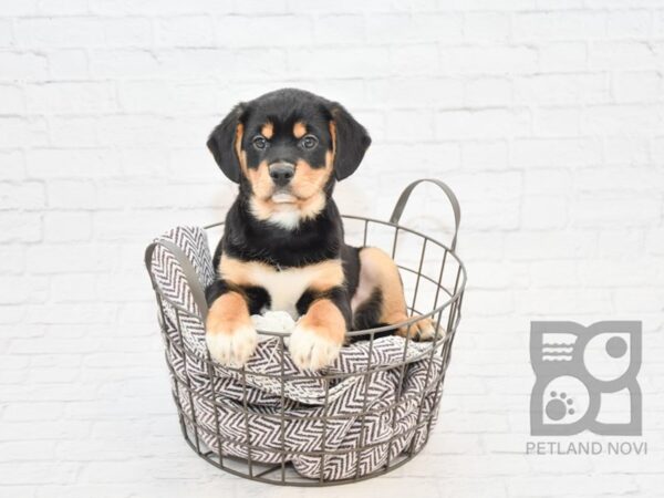 Shiba/Cavalier DOG Male Tri 32894 Petland Novi, Michigan