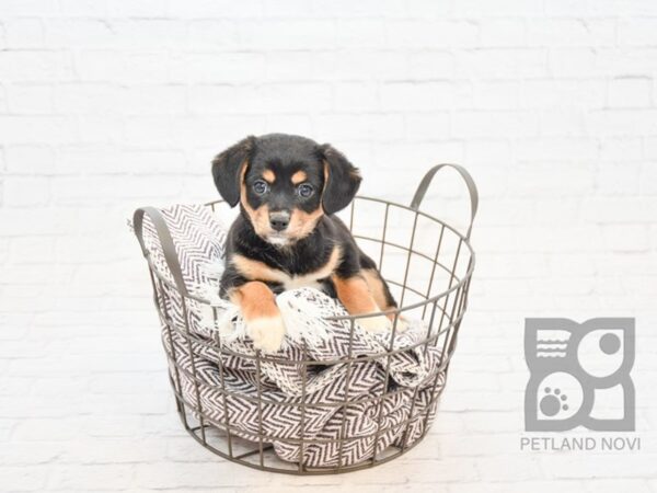 Shiba/Cavalier-DOG-Female-Tri-32895-Petland Novi, Michigan