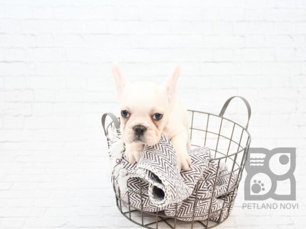 French Bulldog DOG Male Cream & White 32896 Petland Novi, Michigan