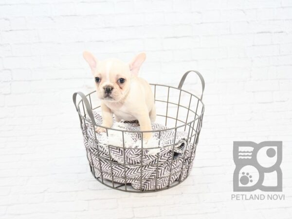 French Bulldog DOG Female Cream & White 32897 Petland Novi, Michigan