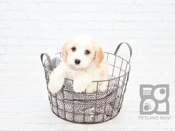 Cavachon DOG Male BLENHEIM 32899 Petland Novi, Michigan