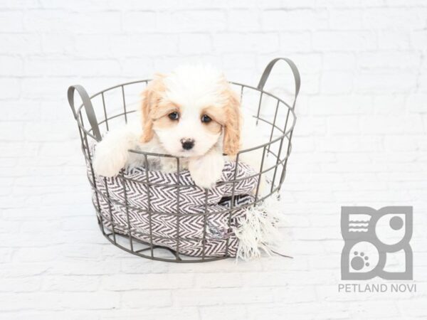 Cavachon-DOG-Female-BLENHEIM`-32900-Petland Novi, Michigan