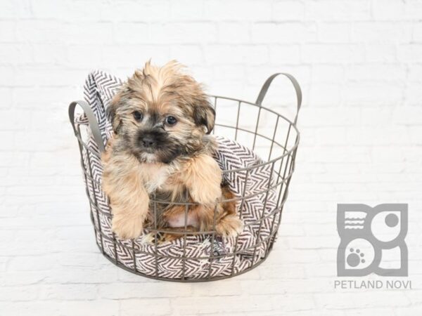 Shorkie DOG Male BIEGE 32901 Petland Novi, Michigan