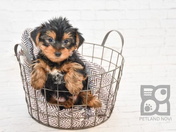 Yorkshire Terrier DOG Male BLK TAN 32902 Petland Novi, Michigan