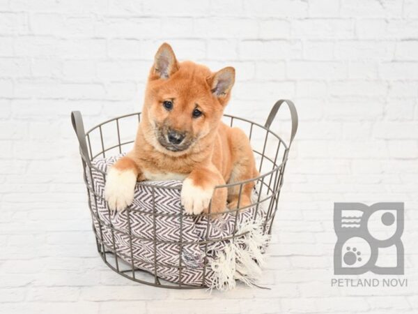 Shiba Inu DOG Male Red & White 32903 Petland Novi, Michigan