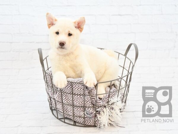 Shiba Inu-DOG-Female-Cream-32904-Petland Novi, Michigan