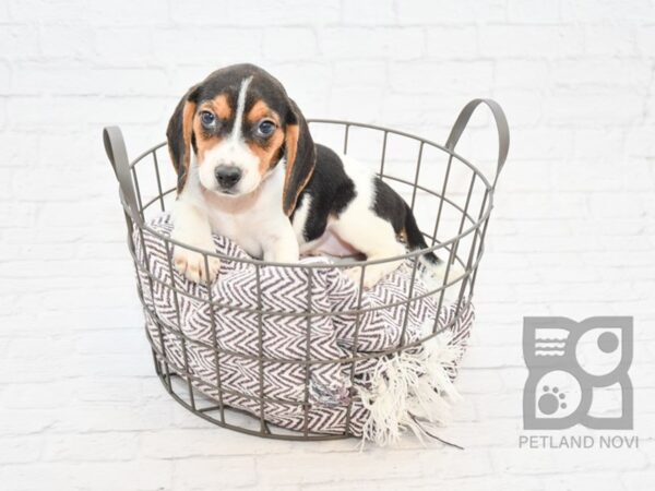 Beagle DOG Female Tri 32905 Petland Novi, Michigan