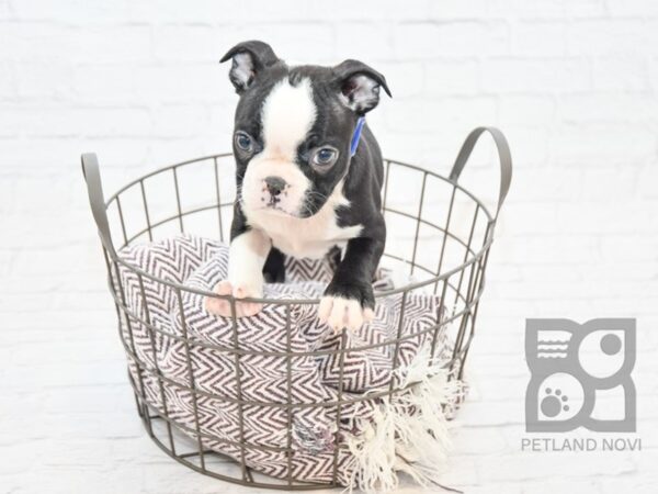 Boston Terrier DOG Male Black & White 32906 Petland Novi, Michigan