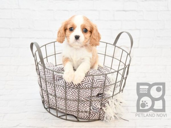 Cavalier King Charles Spaniel DOG Female BLENHEIM 32909 Petland Novi, Michigan