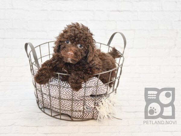 Miniature Poodle-DOG-Male-choc-32910-Petland Novi, Michigan