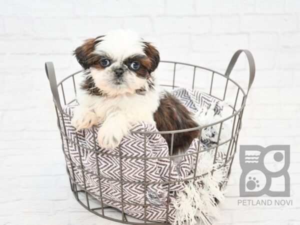 Shih Tzu-DOG-Female-Brown & White-32911-Petland Novi, Michigan