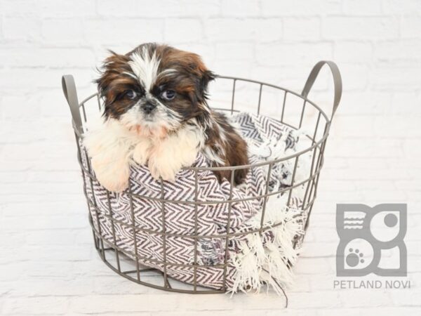 Shih Tzu-DOG-Female-Brown & White-32912-Petland Novi, Michigan