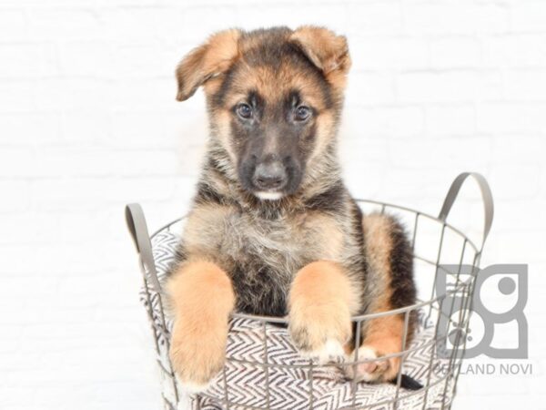 German Shepherd DOG Male Black & Tan 32913 Petland Novi, Michigan