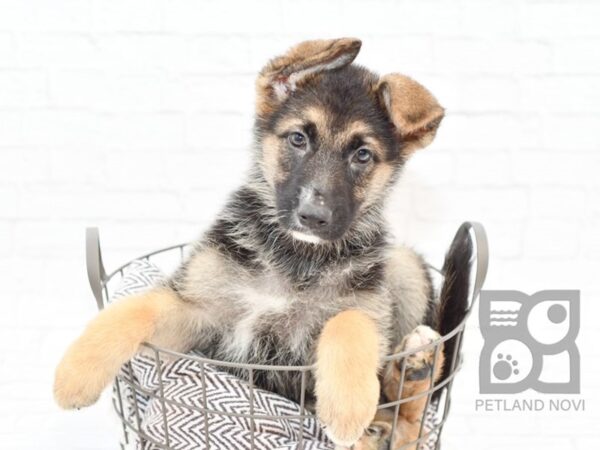 German Shepherd DOG Female Black & Tan 32914 Petland Novi, Michigan