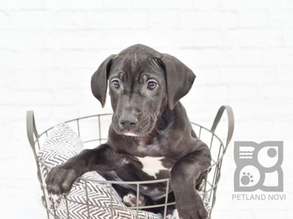 Great Dane DOG Female Black 32915 Petland Novi, Michigan