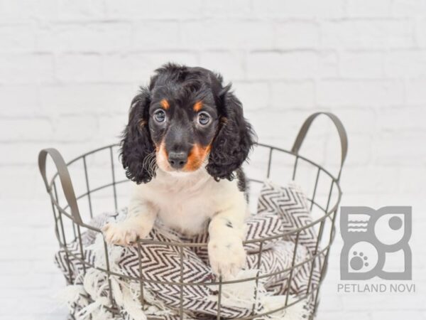 Dachshund DOG Male Black & White 32916 Petland Novi, Michigan