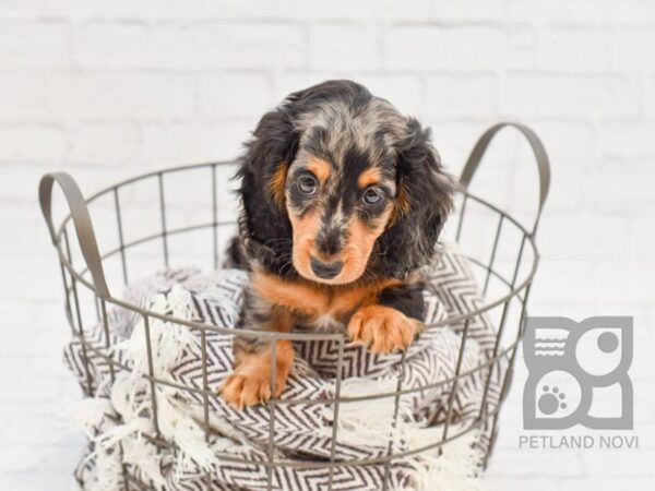 Dachshund DOG Male Black & Silver Dapple 32917 Petland Novi, Michigan