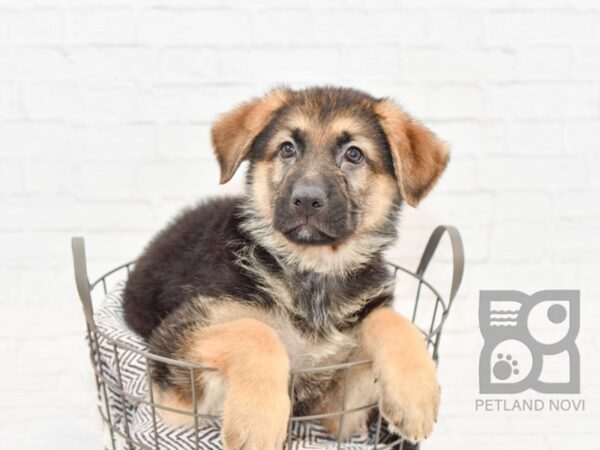 German Shepherd DOG Male Black & Tan 32918 Petland Novi, Michigan