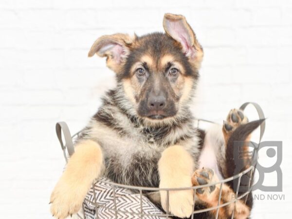 German Shepherd DOG Female Black & Tan 32919 Petland Novi, Michigan