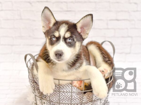 Siberian Husky DOG Female Black and White 32920 Petland Novi, Michigan