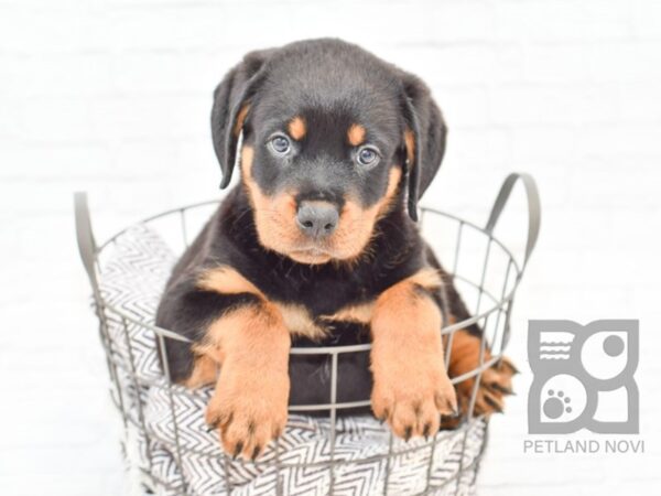 Rottweiler DOG Male Black and Tan 32921 Petland Novi, Michigan