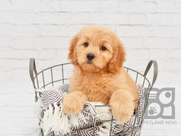 Mini Goldendoodle DOG Female Golden 32923 Petland Novi, Michigan