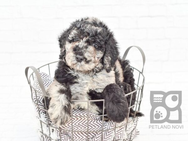 Labradoodle DOG Male Blue Merle 32924 Petland Novi, Michigan