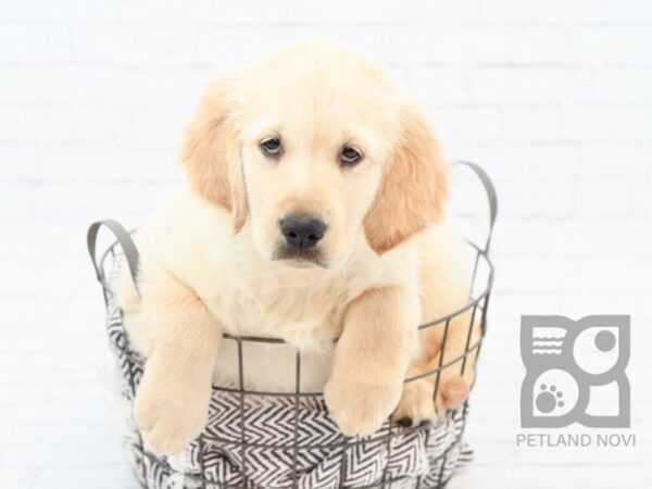 Golden Retriever DOG Male Golden 32925 Petland Novi, Michigan