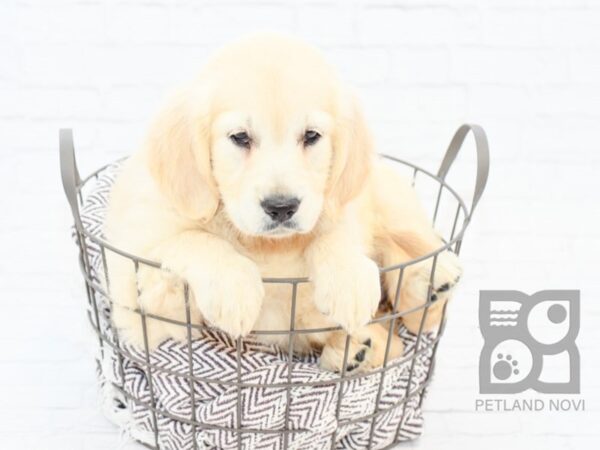 Golden Retriever DOG Female Light Golden 32926 Petland Novi, Michigan