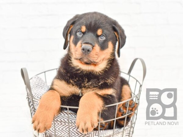 Rottweiler-DOG-Male-Black Tan-32927-Petland Novi, Michigan