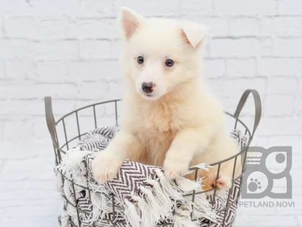 Mini Husky DOG Female White 32928 Petland Novi, Michigan