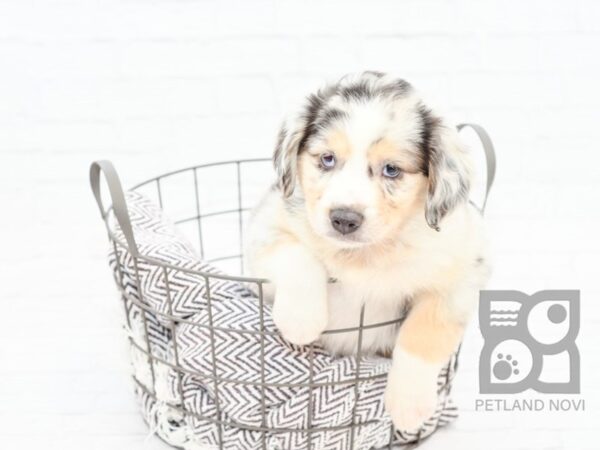 Mini Aussie-DOG-Male-MERLE-32929-Petland Novi, Michigan