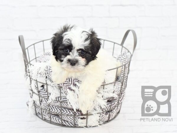 Teddy Bear-DOG-Male-BLK WHITE-32930-Petland Novi, Michigan