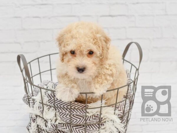 Poodle DOG Male RED 32931 Petland Novi, Michigan