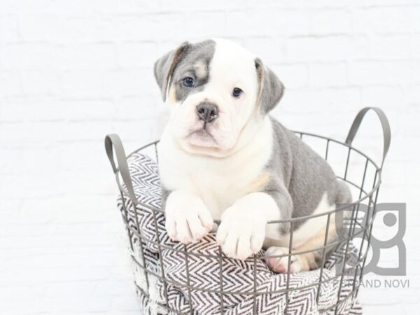 Old English Bulldog DOG Male BLUE 32932 Petland Novi, Michigan