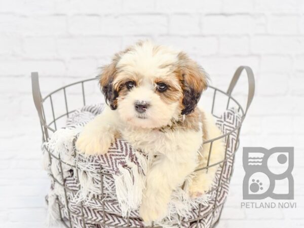 Teddy Bear DOG Male BROWN WHITE 32933 Petland Novi, Michigan