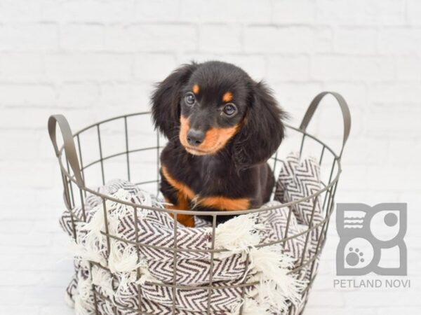 Dachshund DOG Female BLK TAN 32934 Petland Novi, Michigan