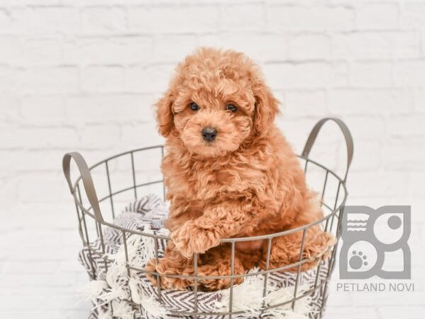 Poodle-DOG-Female-RED-32935-Petland Novi, Michigan