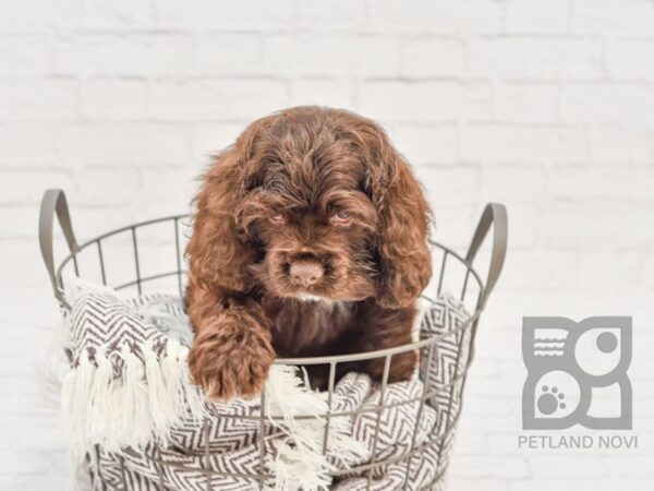 Cocker Spaniel DOG Male CHOC 32936 Petland Novi, Michigan