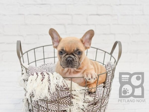 French Bulldog DOG Male TAN 32937 Petland Novi, Michigan