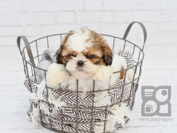 Shih Tzu-DOG-Male-Brown White-32938-Petland Novi, Michigan