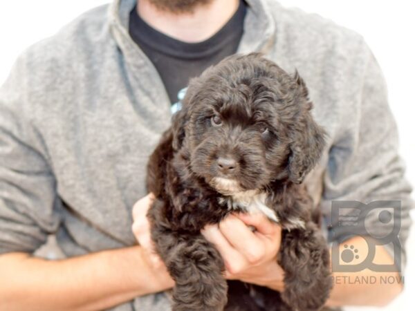 Aussie Poo-DOG-Male-Black & White-32939-Petland Novi, Michigan