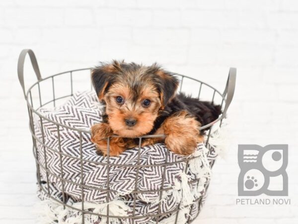 Yorkshire Terrier DOG Male BLK TAN 32940 Petland Novi, Michigan