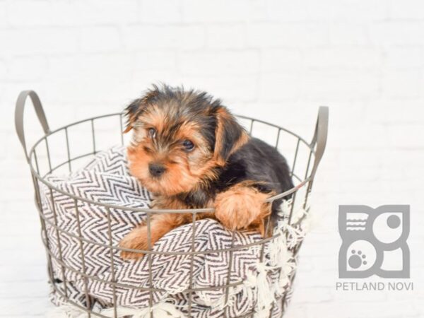 Yorkshire Terrier DOG Female BLK TAN 32941 Petland Novi, Michigan