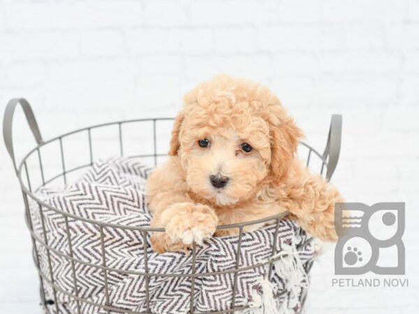 Malti Poo DOG Female RED 32942 Petland Novi, Michigan