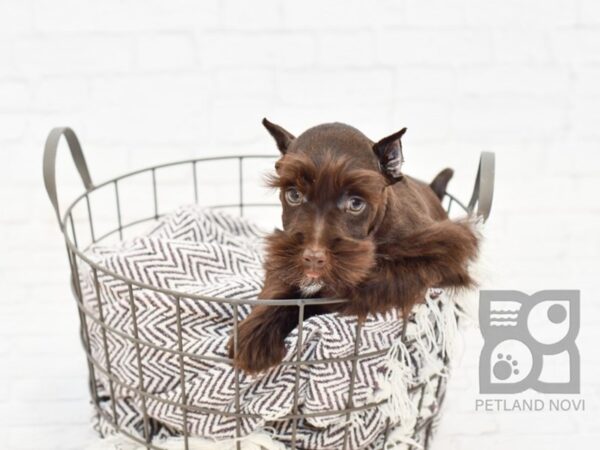 Miniature Schnauzer-DOG-Male-LIVER WHITE-32945-Petland Novi, Michigan